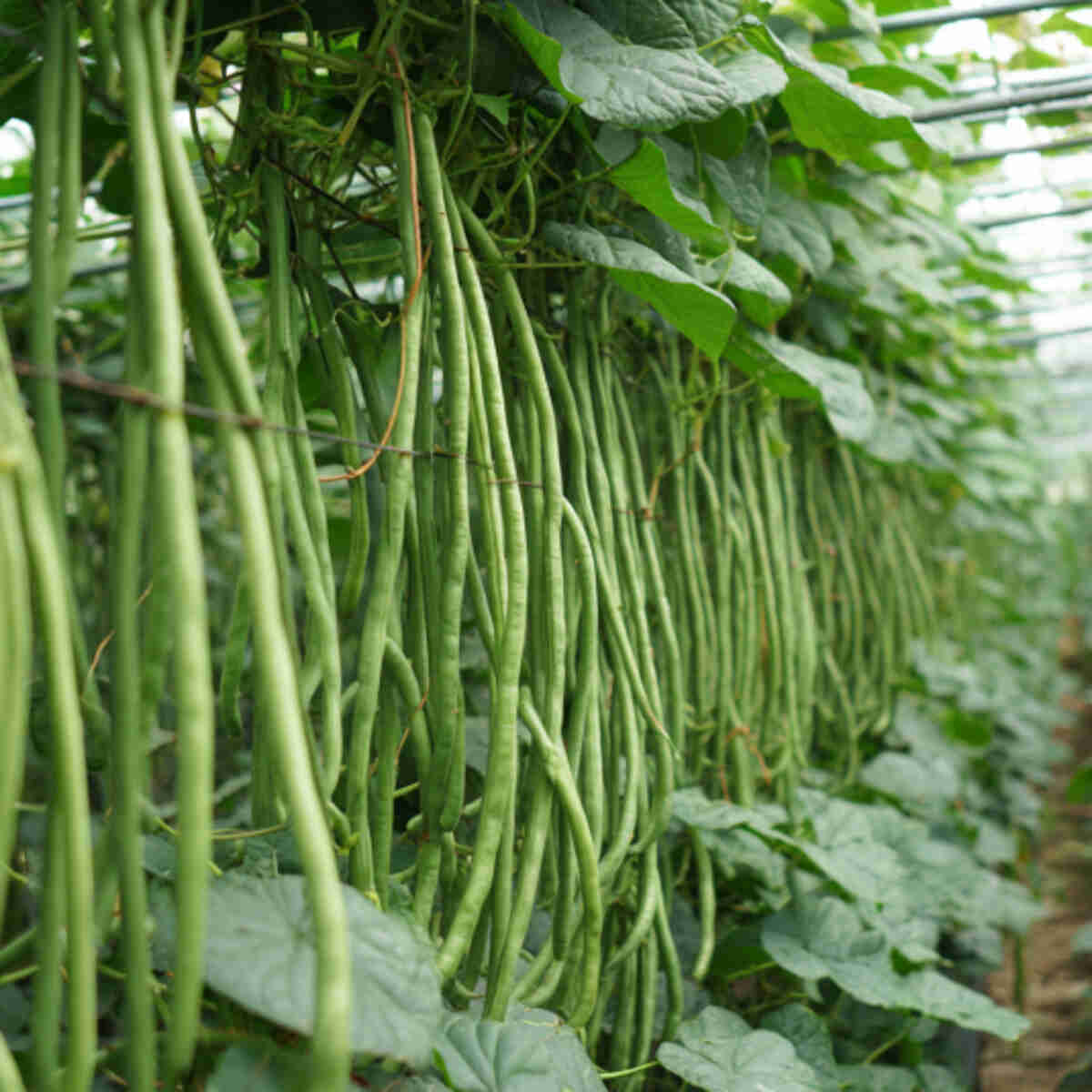 Chinese Long Beans (Yardlong Beans) Arch
