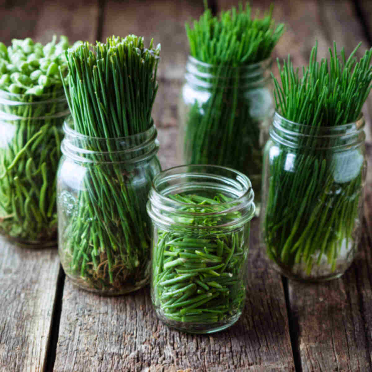 Chives