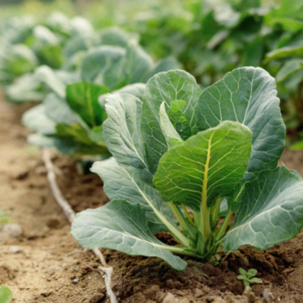 Collard Greens