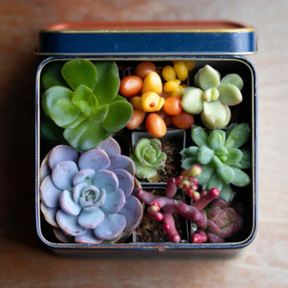 Color-Coded Tea Tin Succulent Arrangement