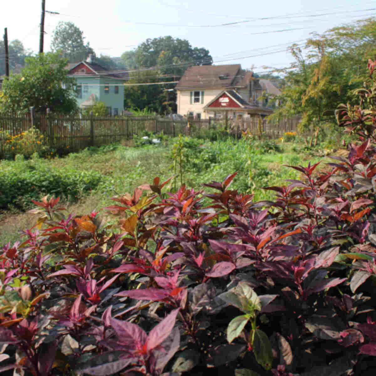 Community Garden Dye Plot