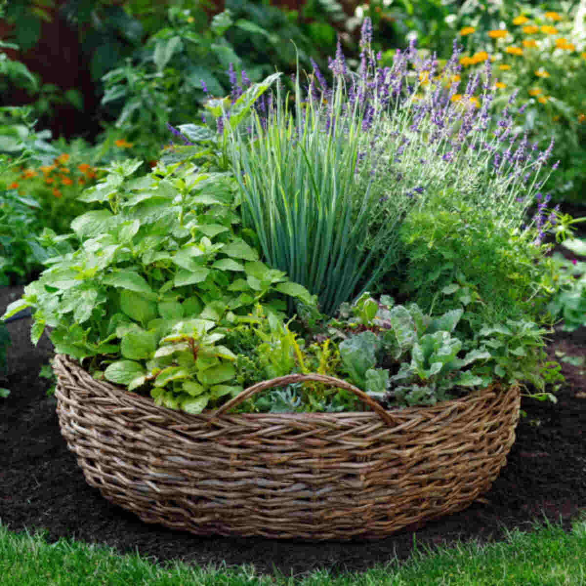 Companion Planting Basket Mix