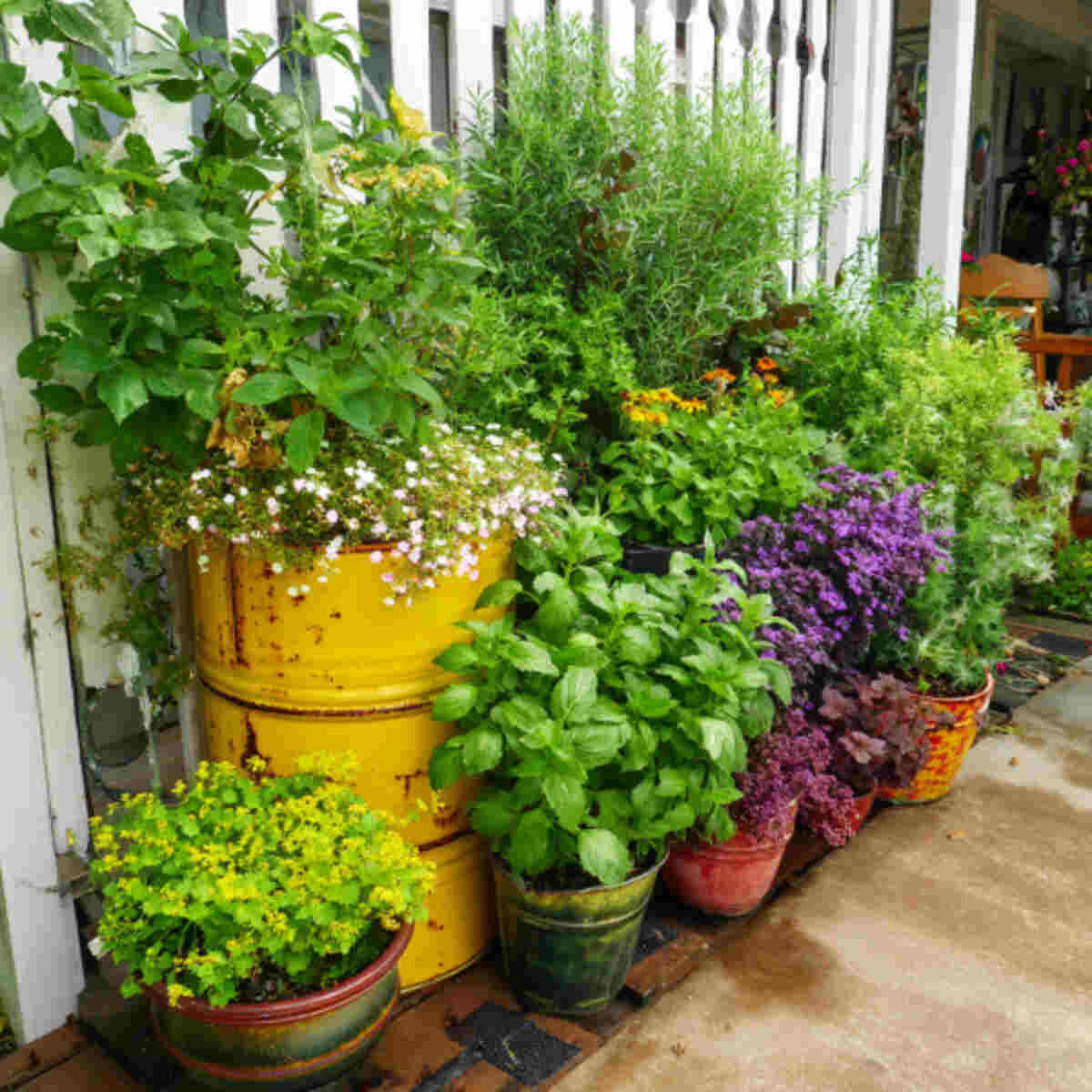 Container Garden for Portable Dye Plants