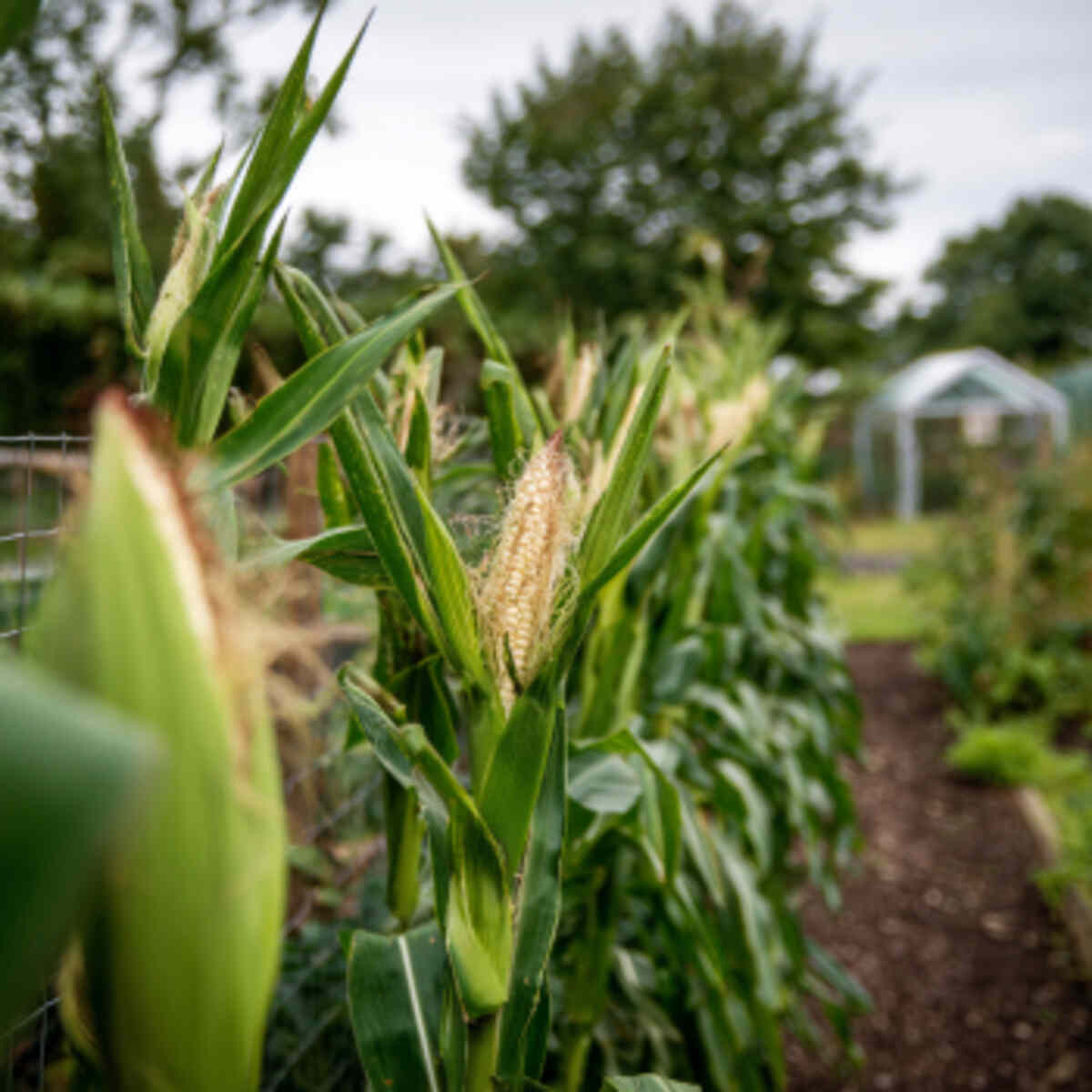Corn