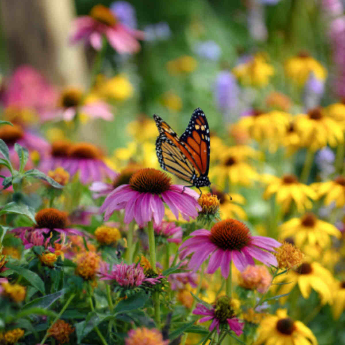 Creating a Pollinator Garden Foundation