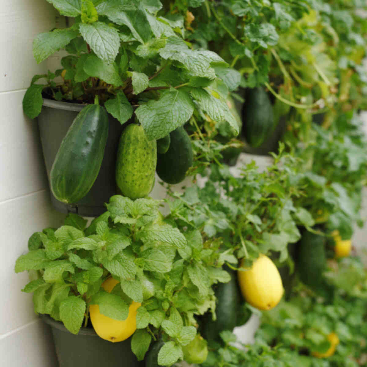Cucumber and Lemon Balm Vertical Pot