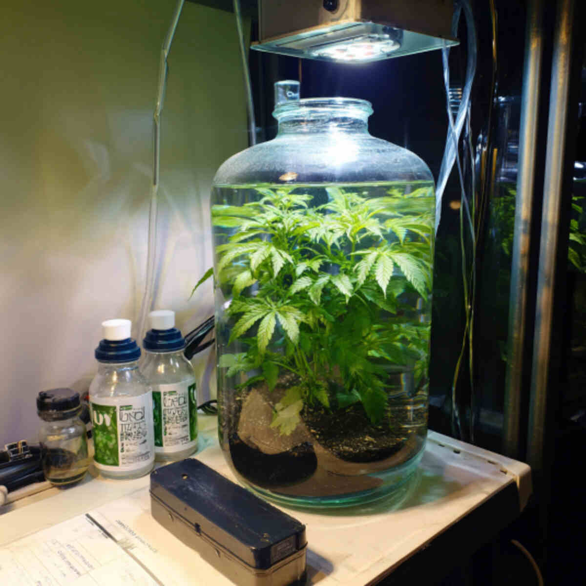 DWC (Deep Water Culture) Bottle Setup