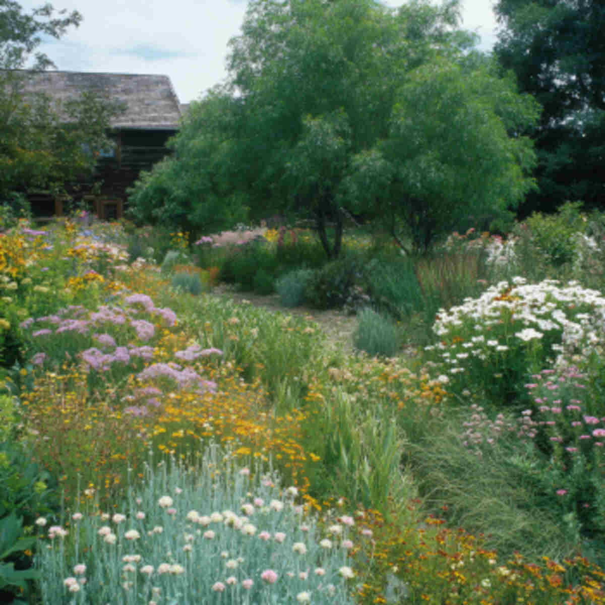 Dye Plant Meadow-Style Garden