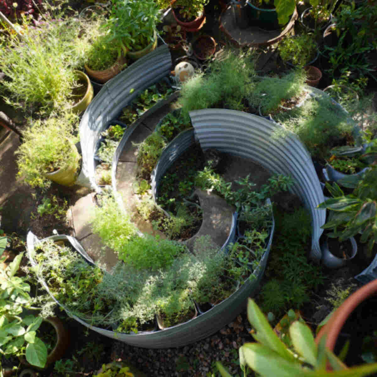 Dye Plant Spiral Herb Garden