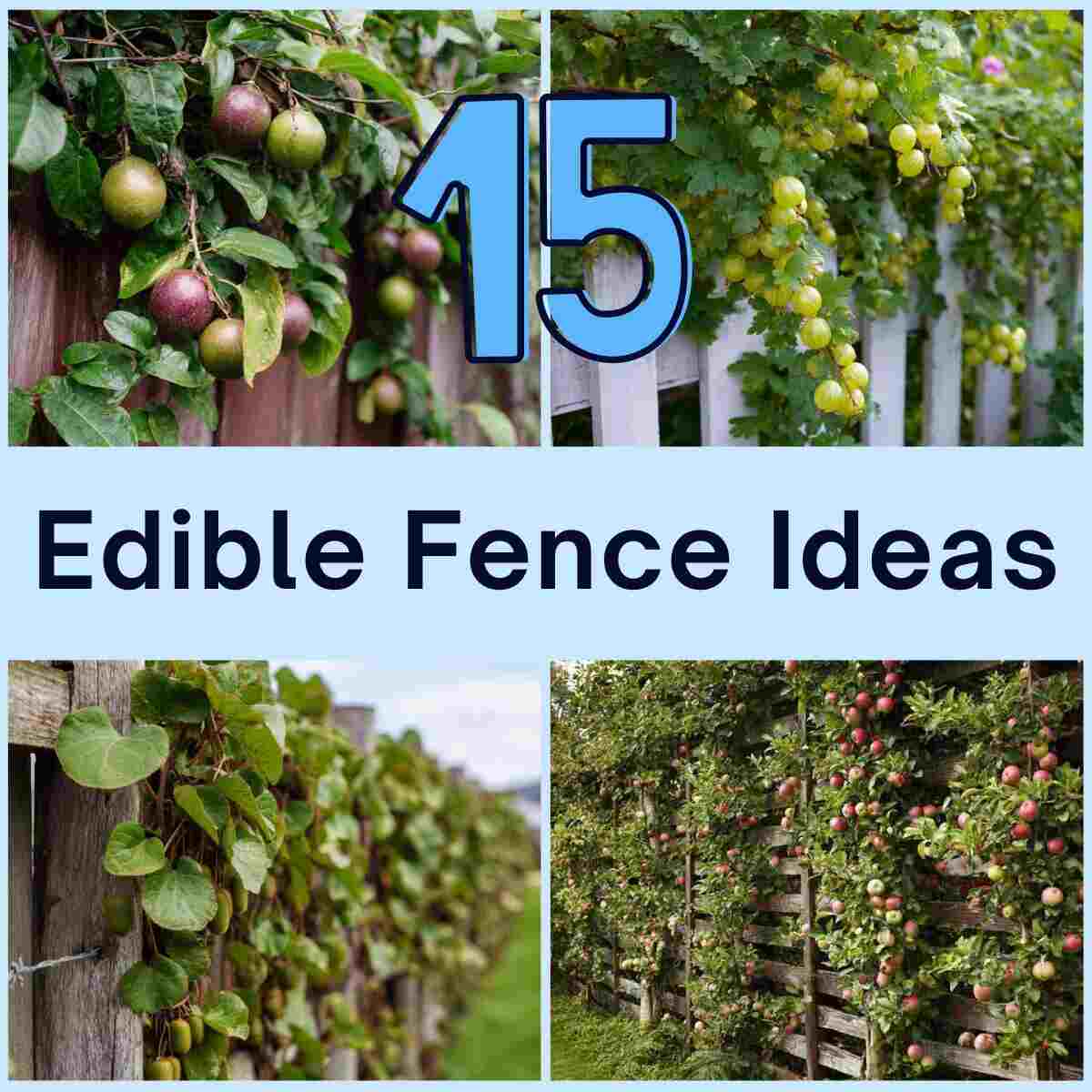 Edible Fence Ideas