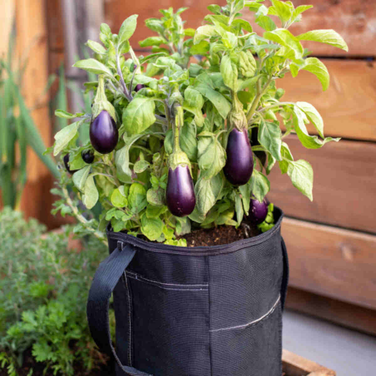 Eggplant and Oregano Grow Bag
