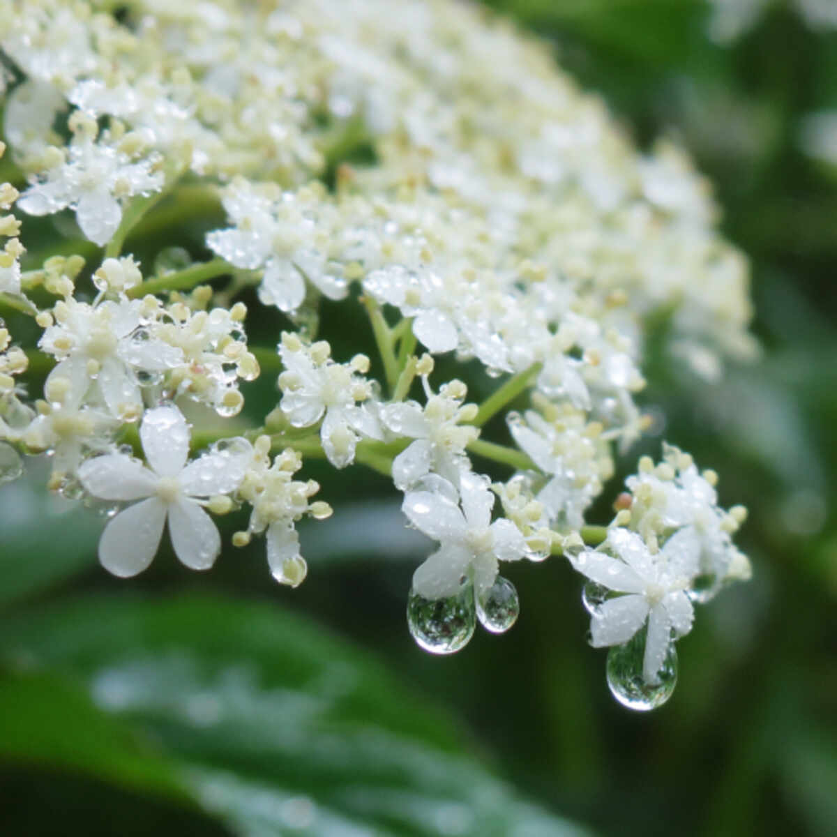 Elderflower Drizzle Garden Cake