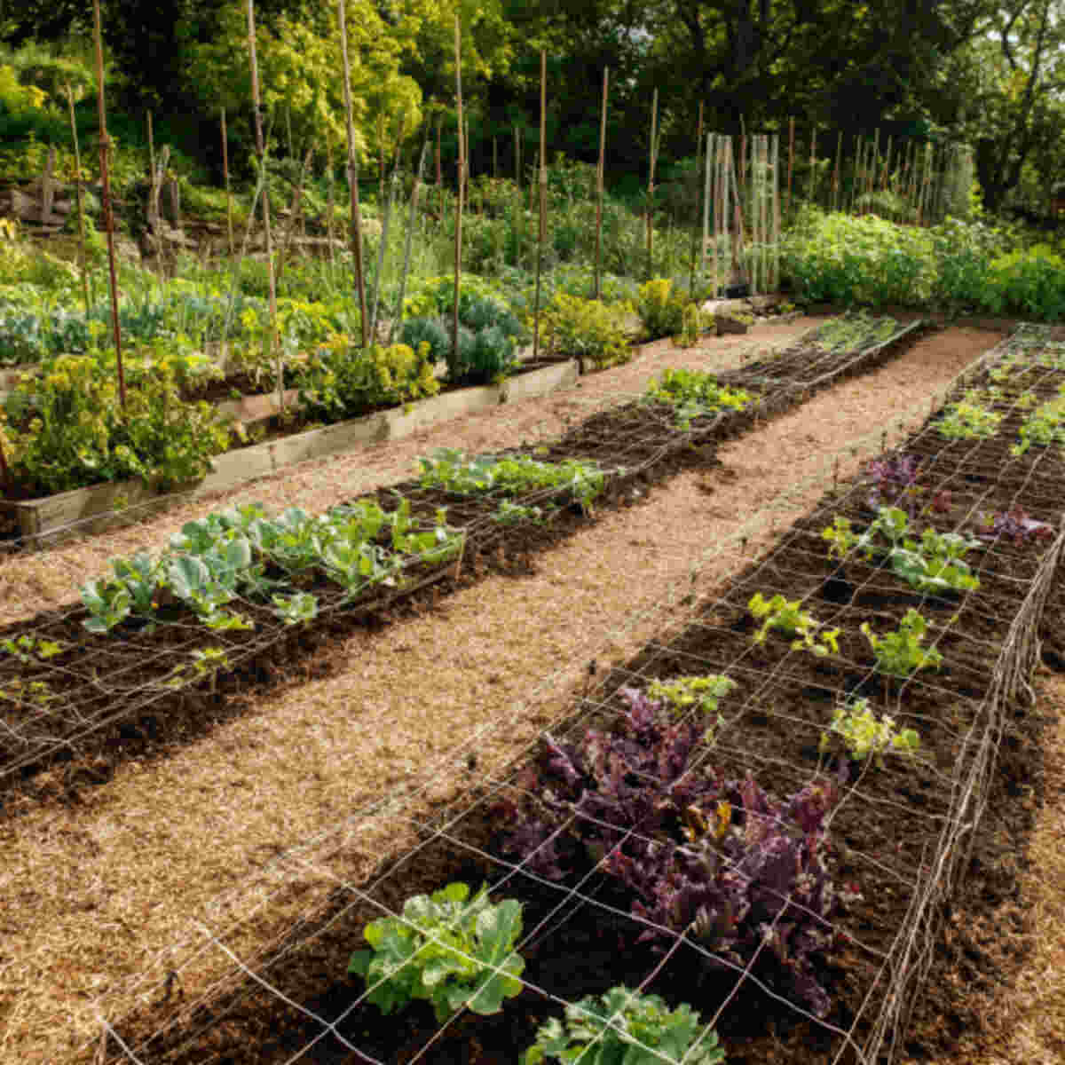 Establishing No-Dig Garden Plots
