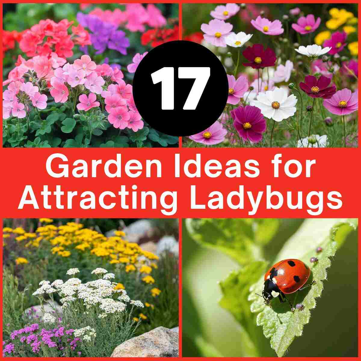 Garden Ideas to Attract Ladybugs 
