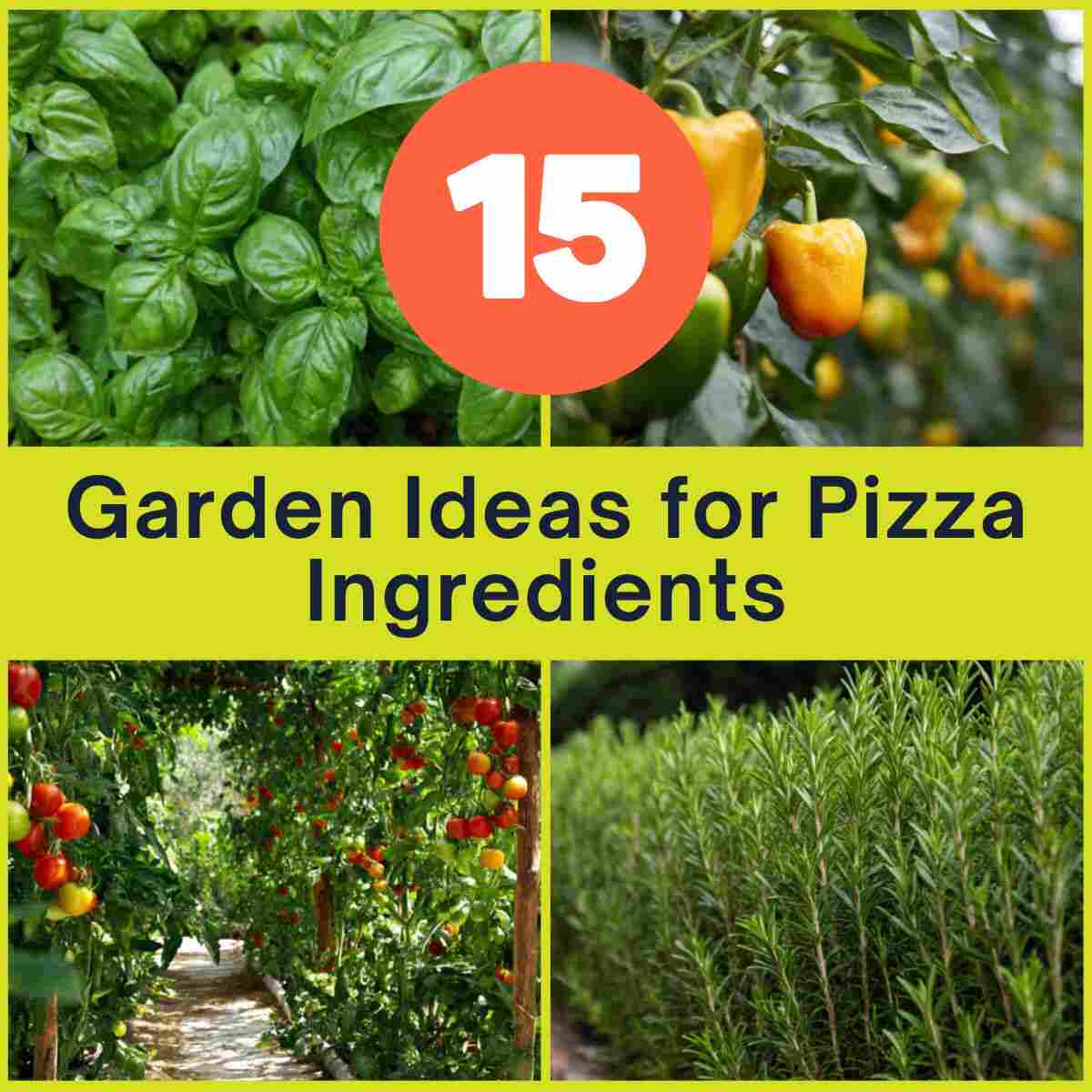 Garden Ideas for Pizza Ingredients