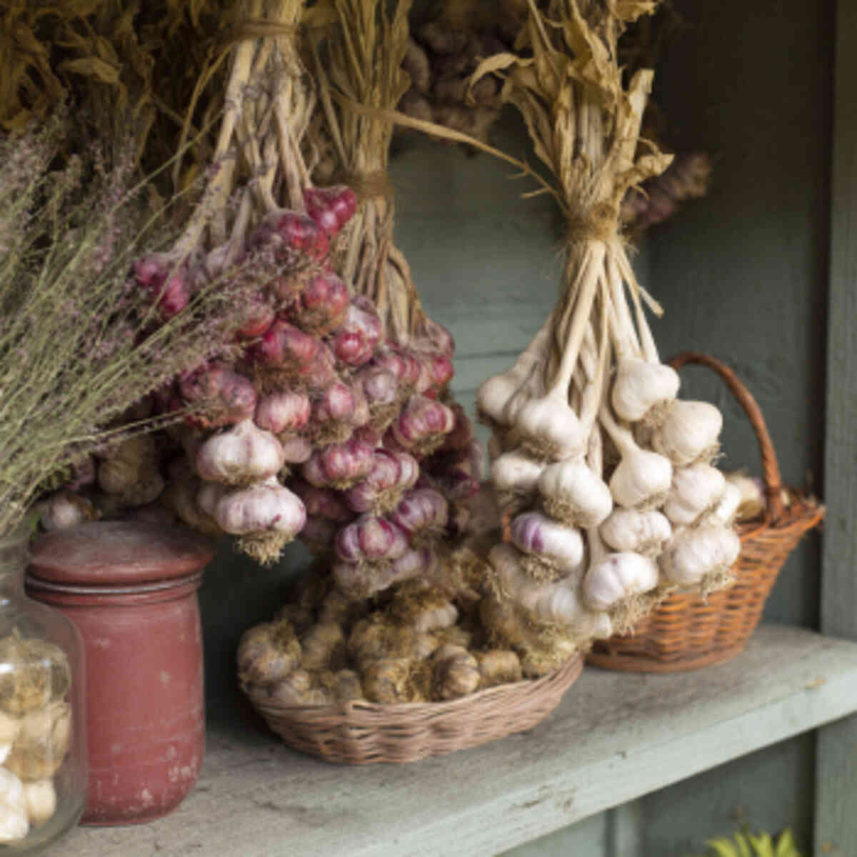 Garlic