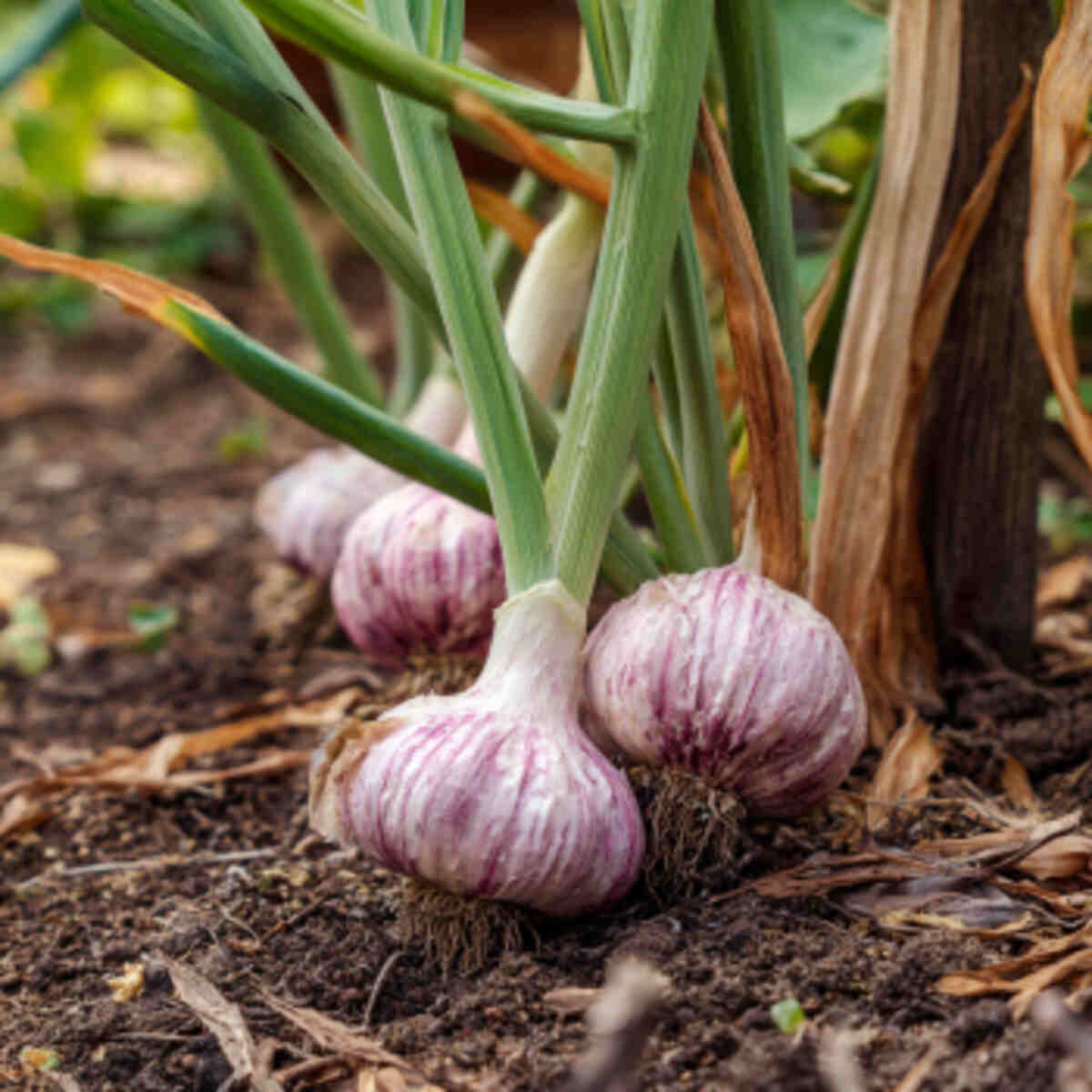 Garlic