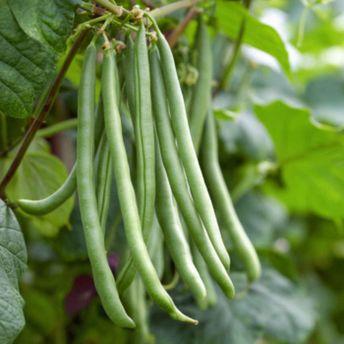 Green Beans