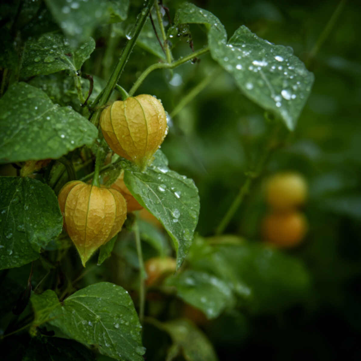 Ground Cherry Corner