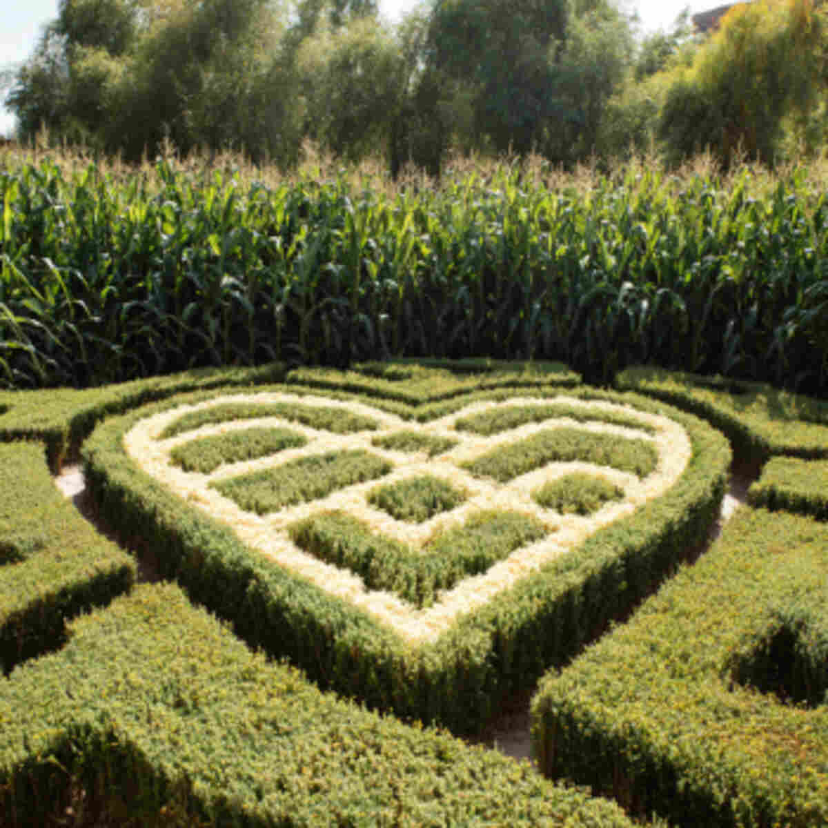 Heart-Shaped Corn Maze