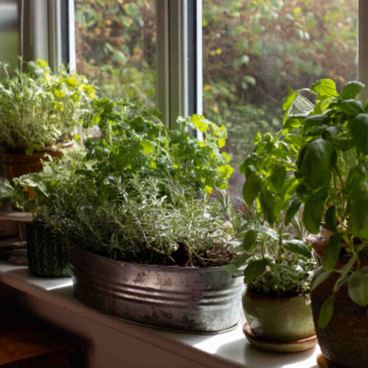 Herb Garden on a Windowsill