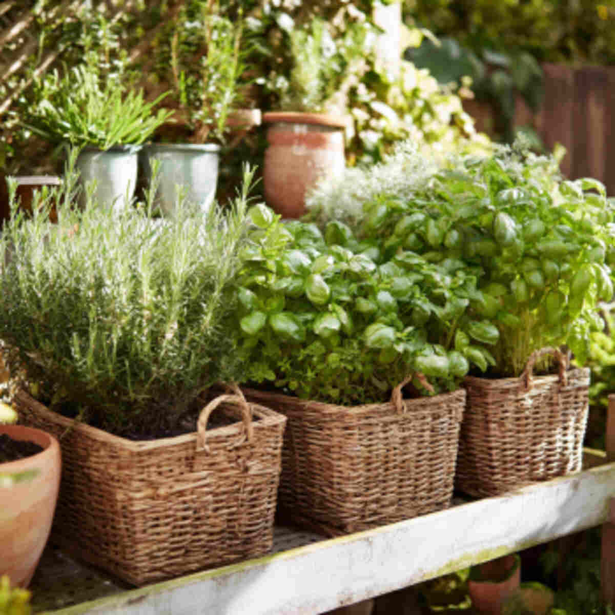 Herb Garden with Drainage Holes
