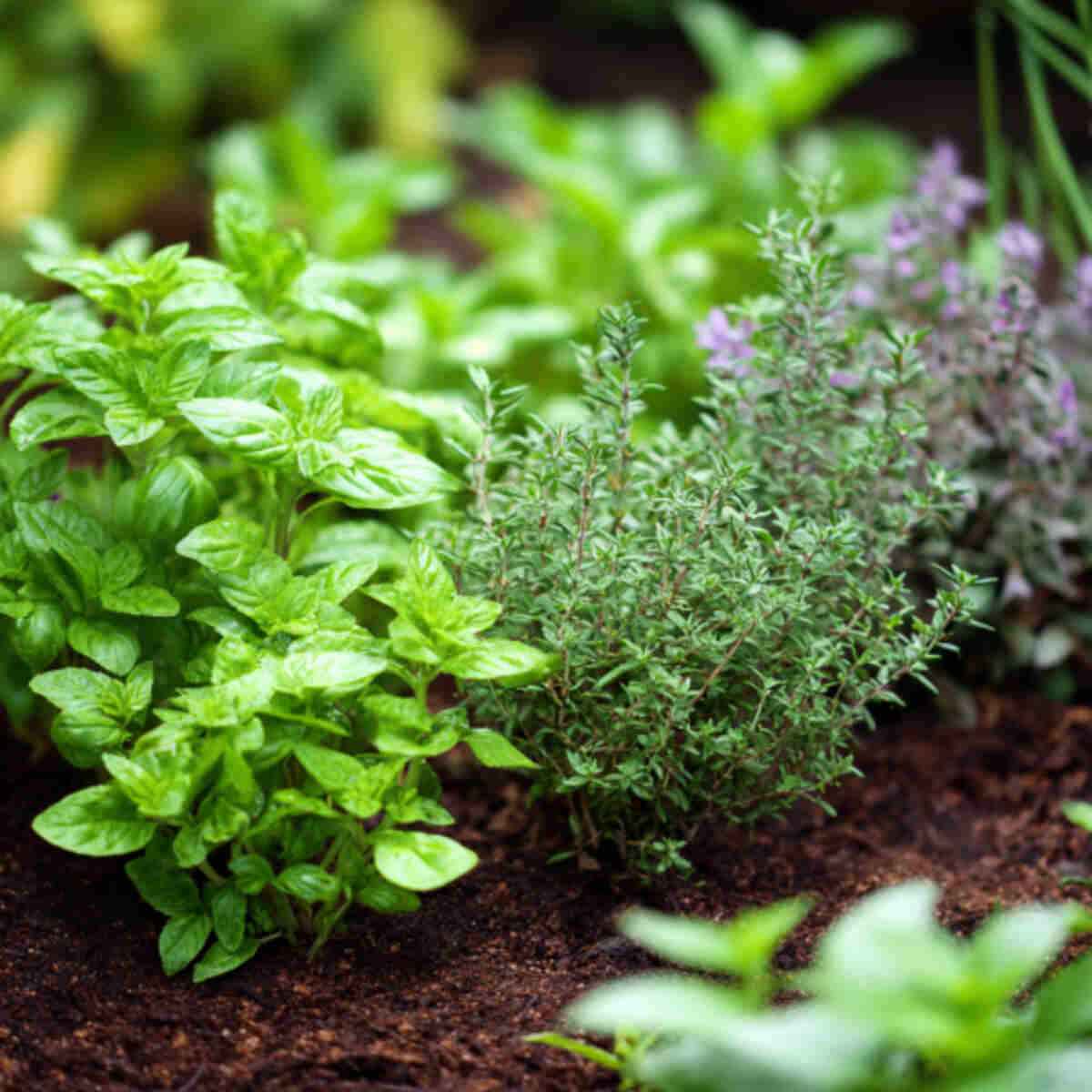 Herbs (like basil, oregano, thyme)