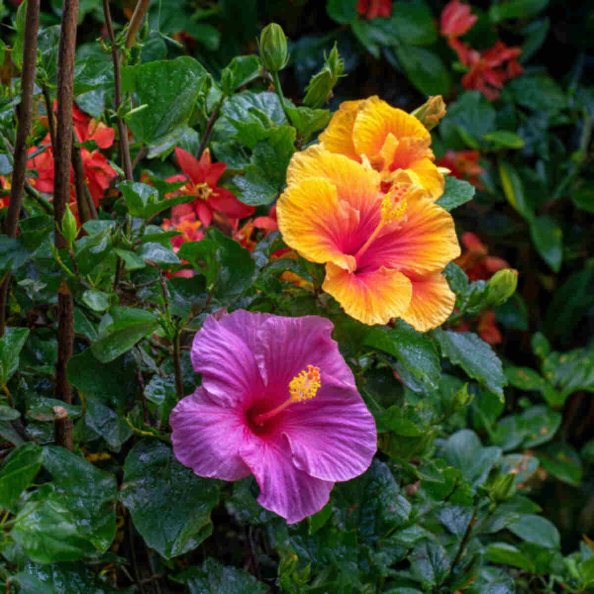 Hibiscus Layered Garden Cake
