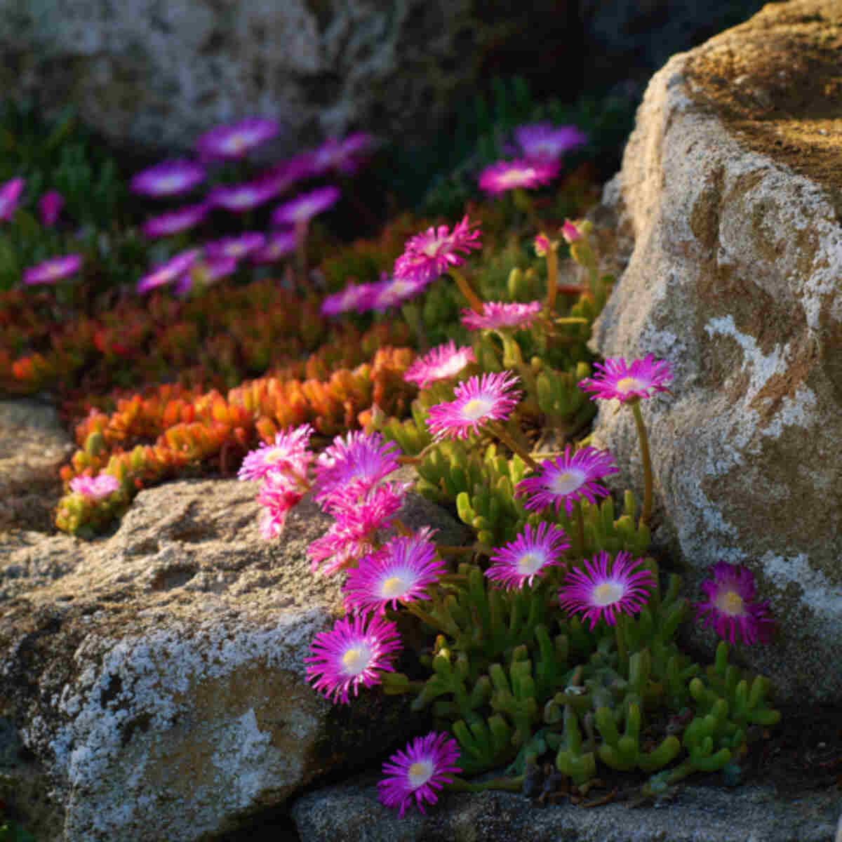 Ice Plant (Mesembryanthemum) Rock Garden