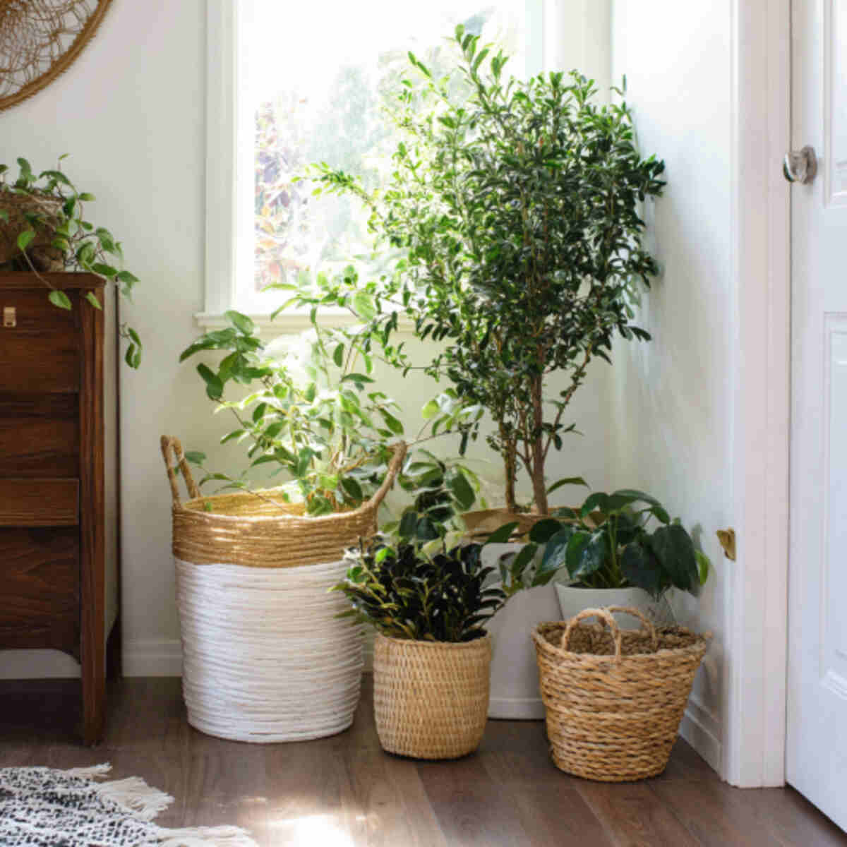 Indoor Air-Purifying Plant Holder

