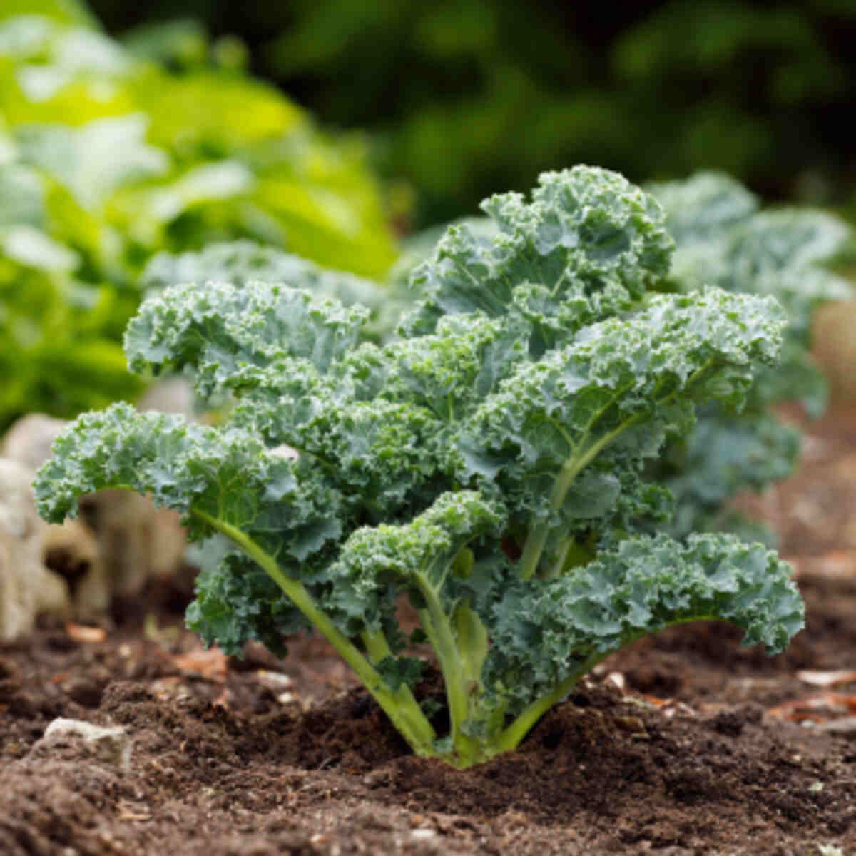 Kale