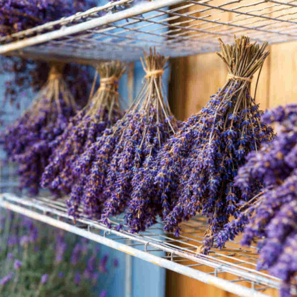 Lavender