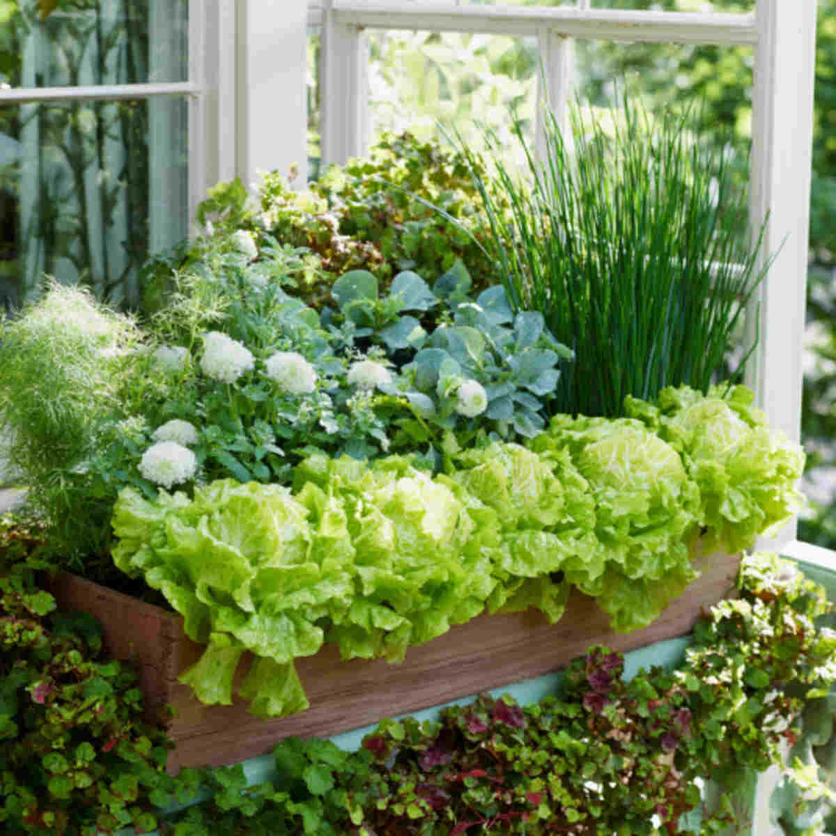 Lettuce and Chive Window Box