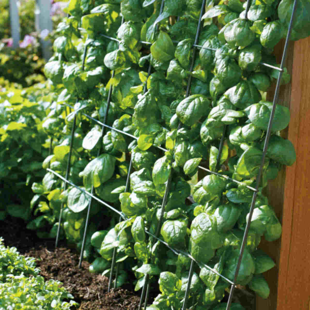 Malabar Spinach Trellis
