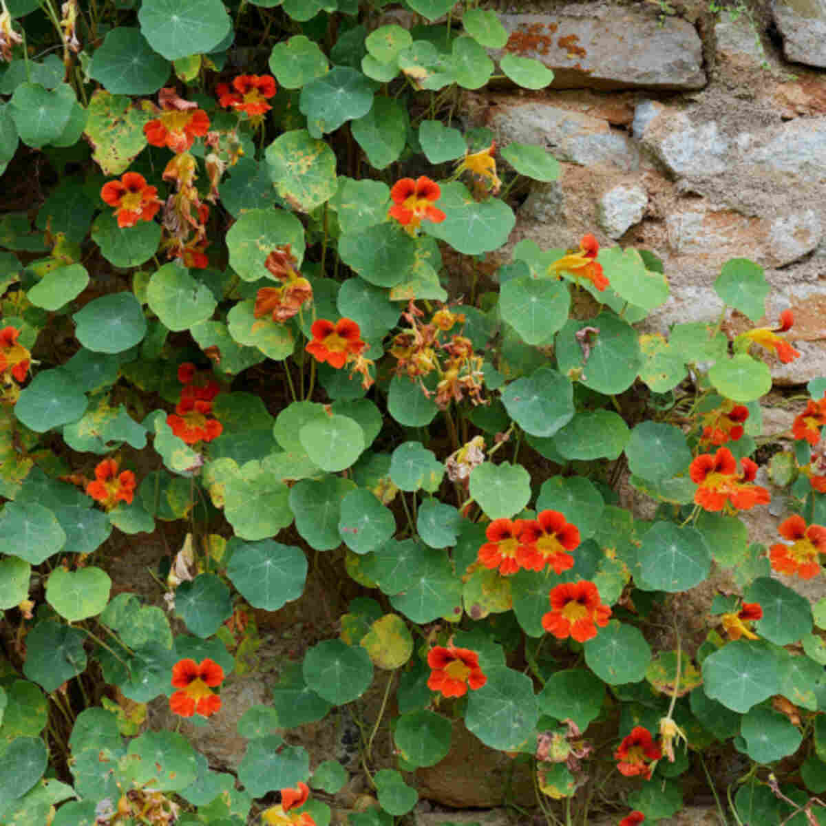 Mashua (Tropaeolum tuberosum) Wall
