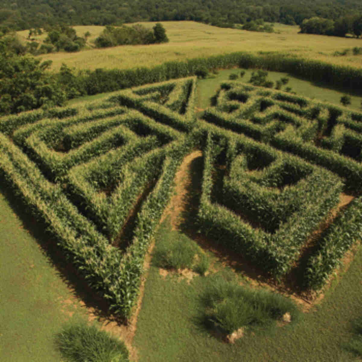 Maze Designed for Kids with Low-Growing Corn