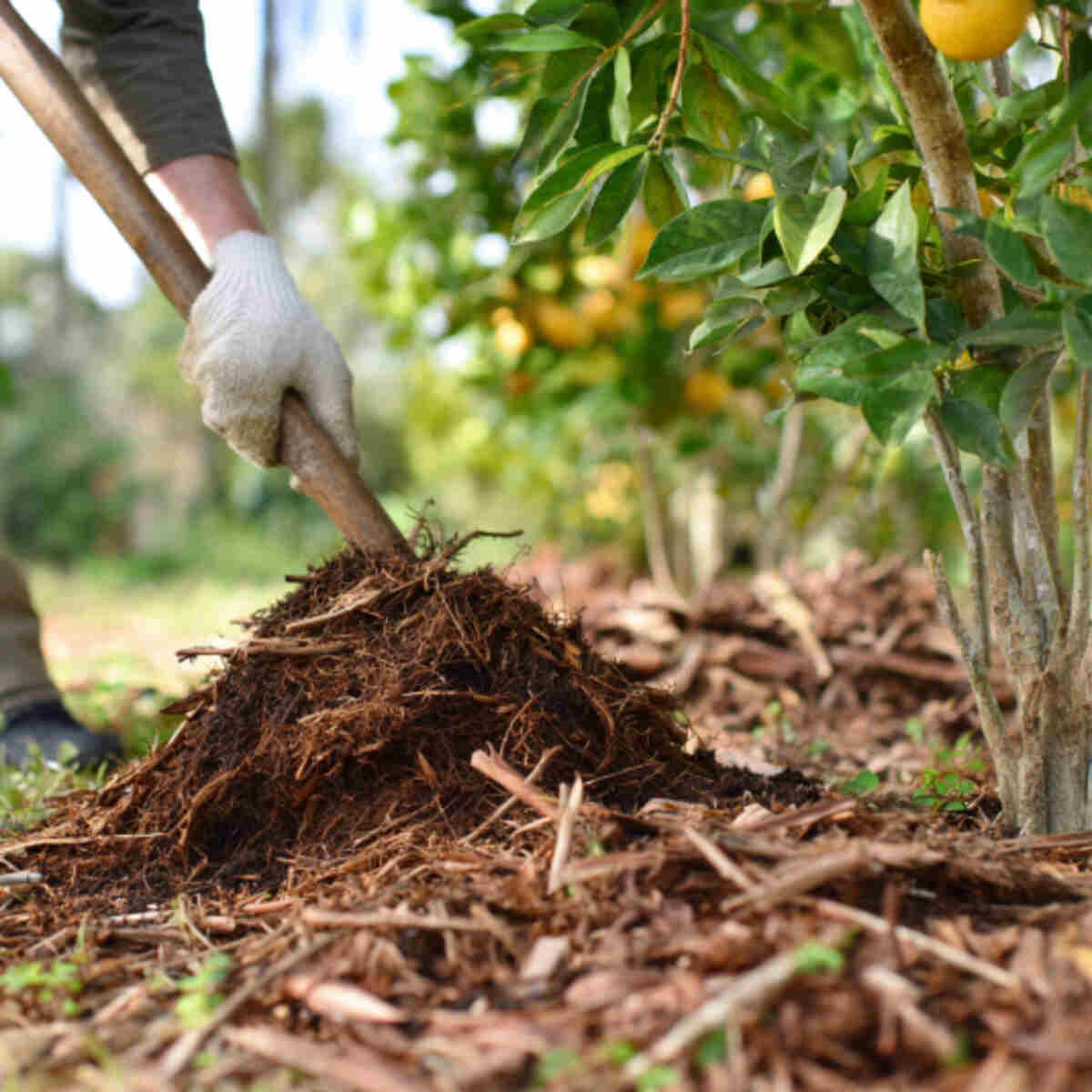 Mulching Around Fruit Trees