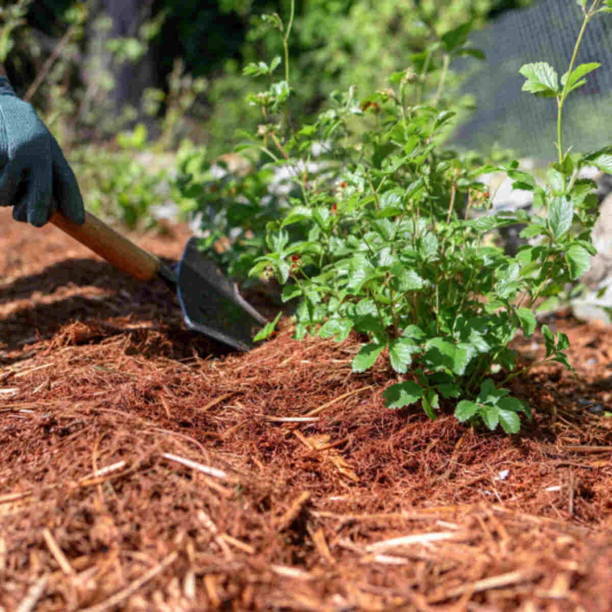 Mulching Under Berry Bushes

