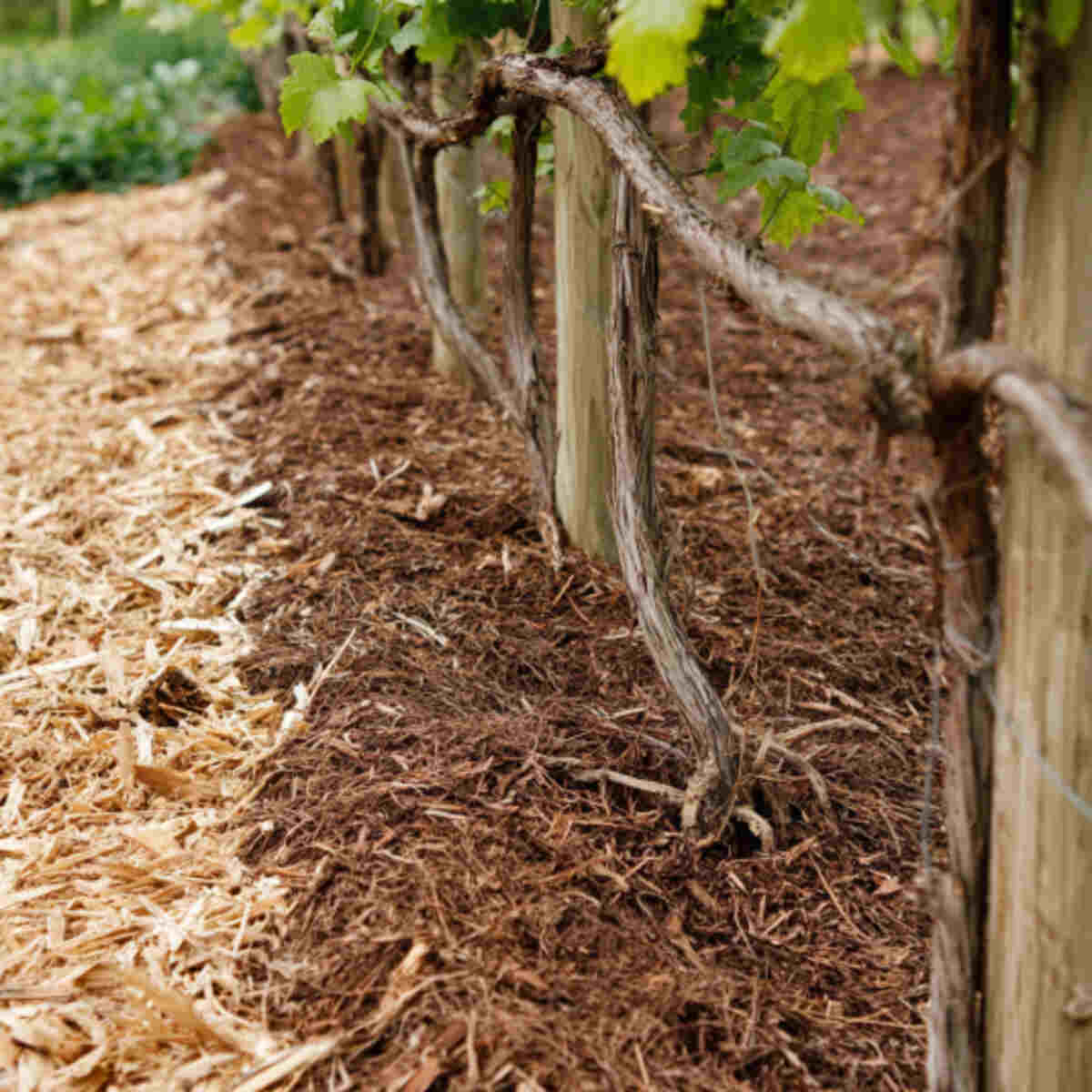 Mulching Under Vines and Trellises