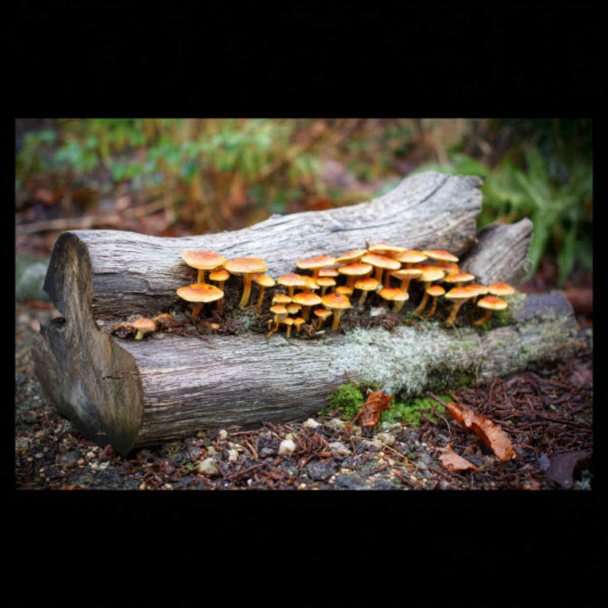 Mushroom Log or Bed