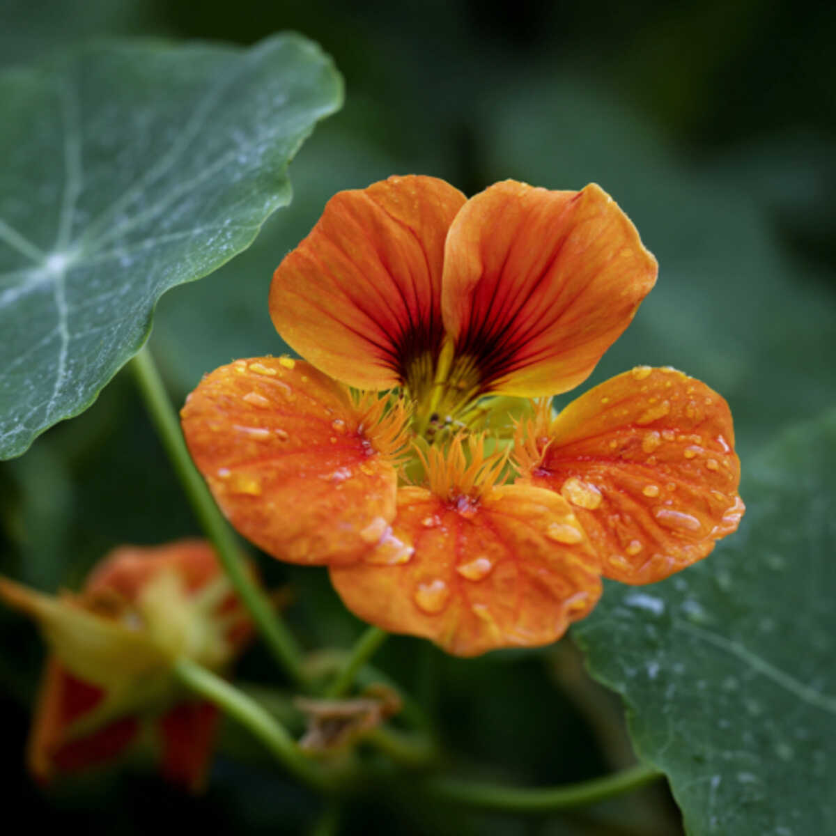 Nasturtium Bloom Cake