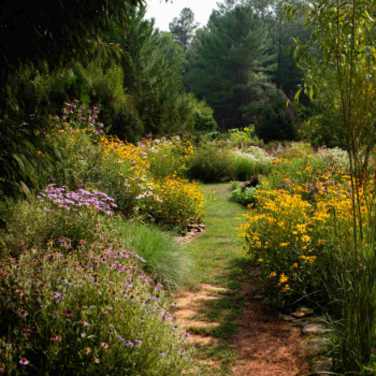 Native Dye Plant Showcase Garden
