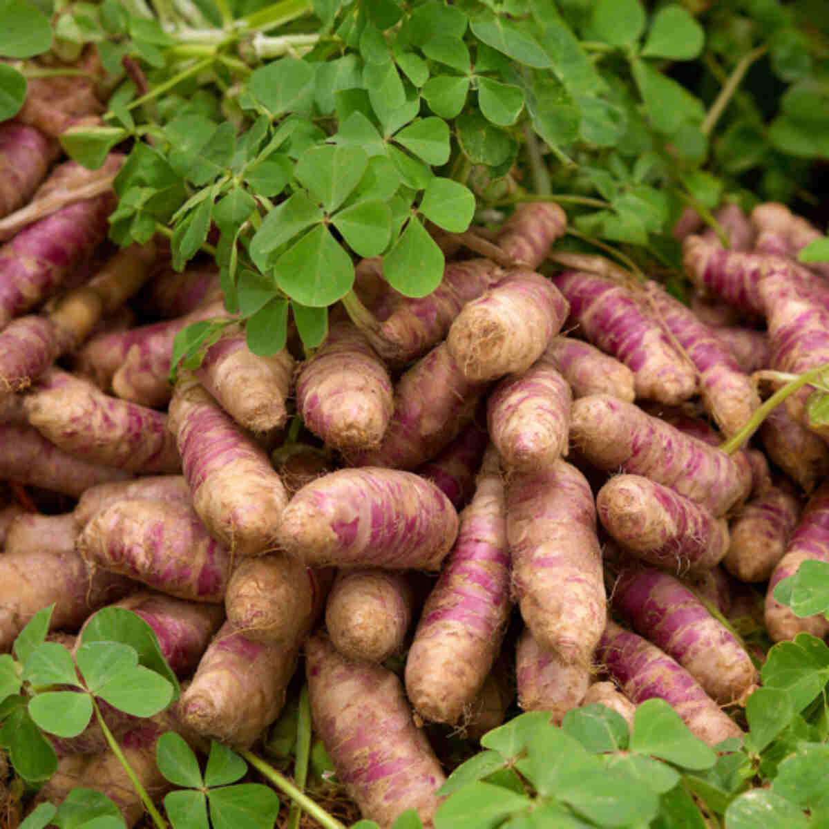 Oca (Oxalis tuberosa) Tubers