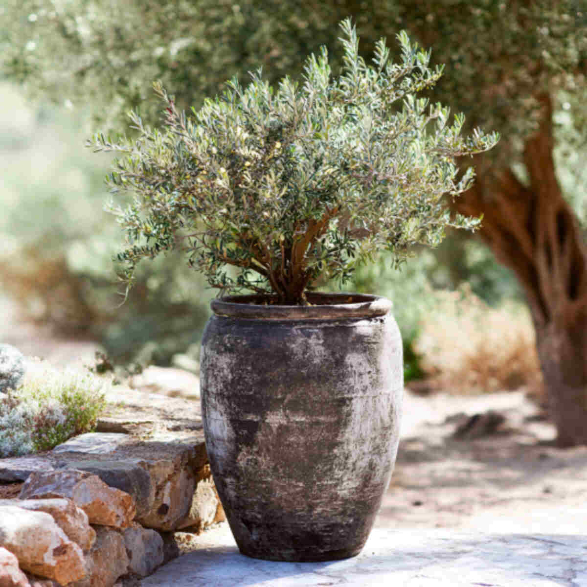 Olive Tree Pot (if climate permits)