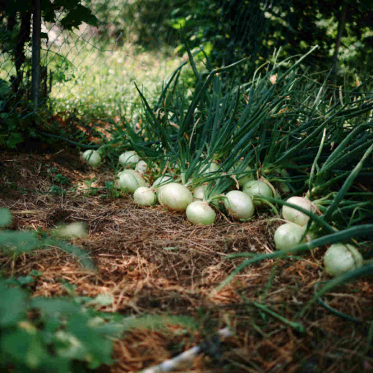 Onion Plot