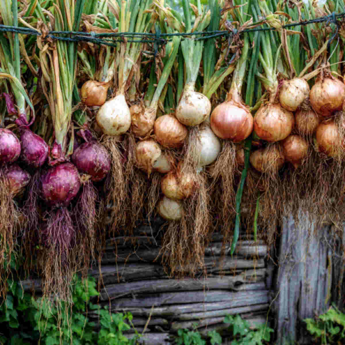 Onions