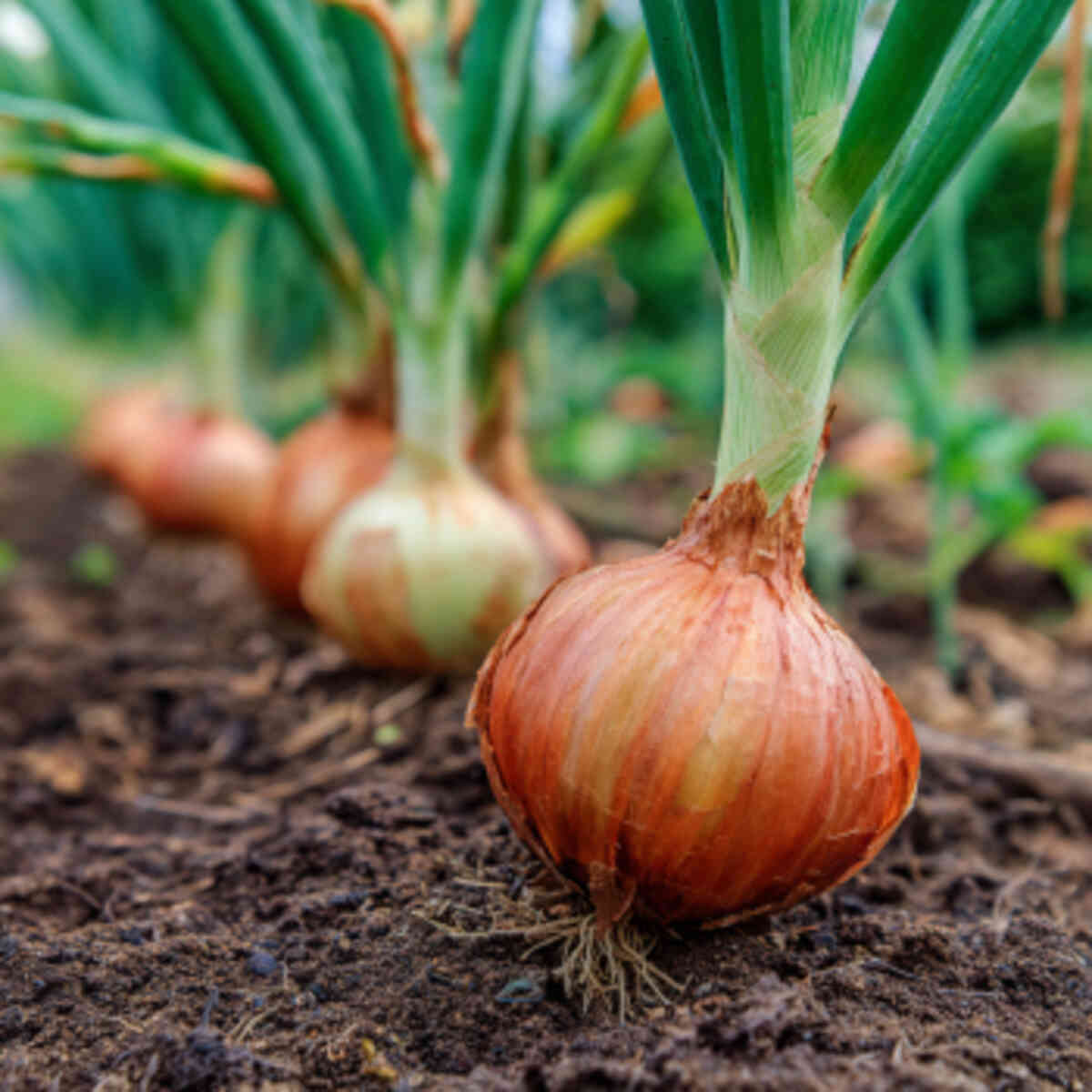 Onions