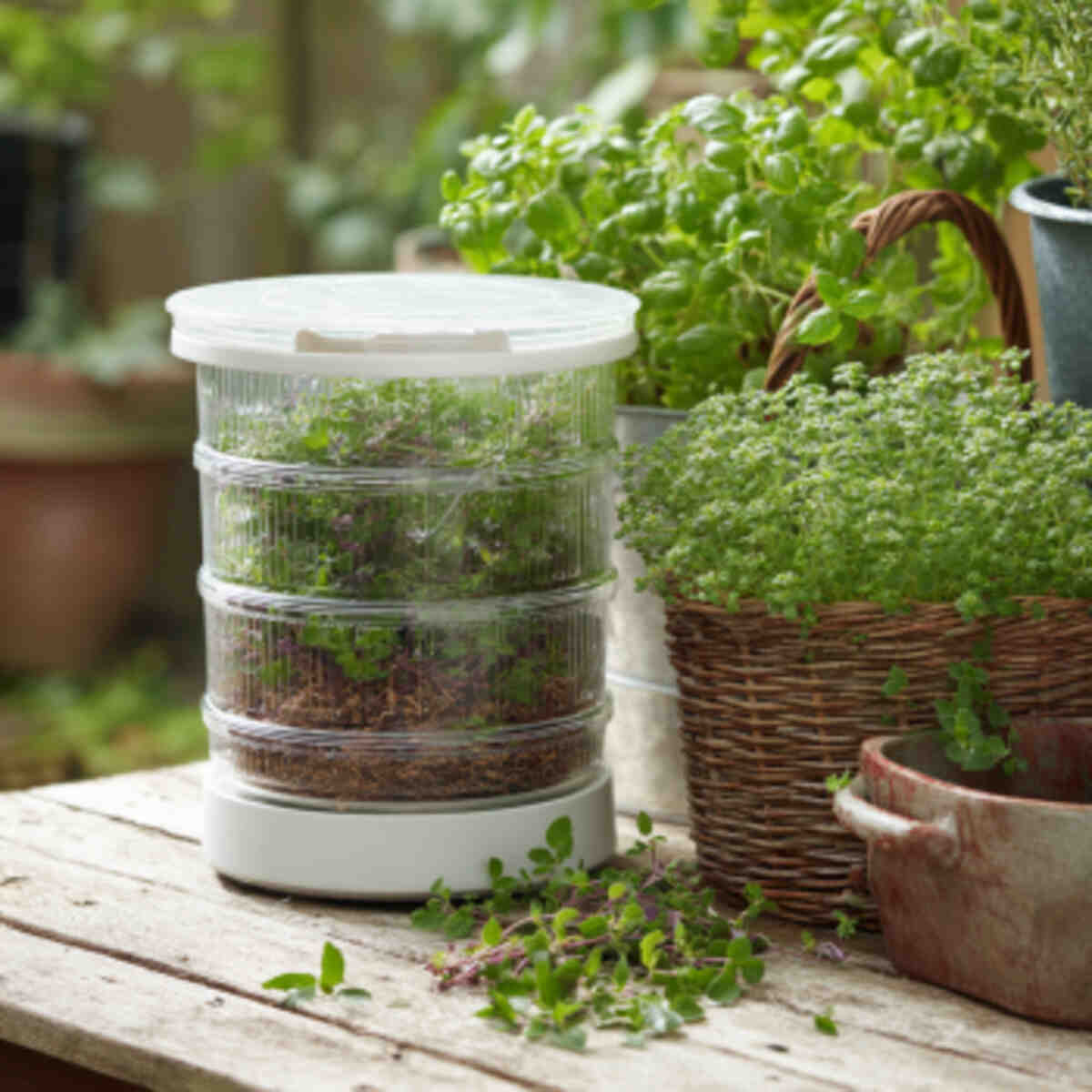 Oregano