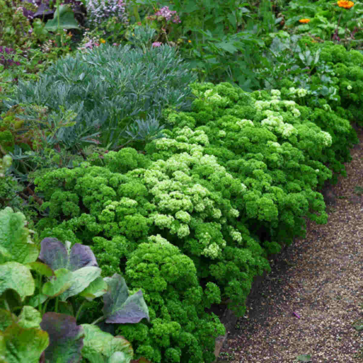 Parsley Border