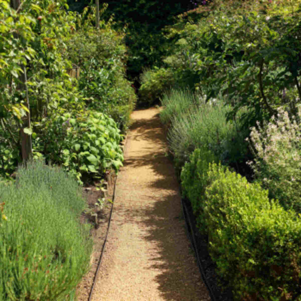 Pathway Lining Between Garden Rows